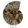 Ammonite sciée polie - 0