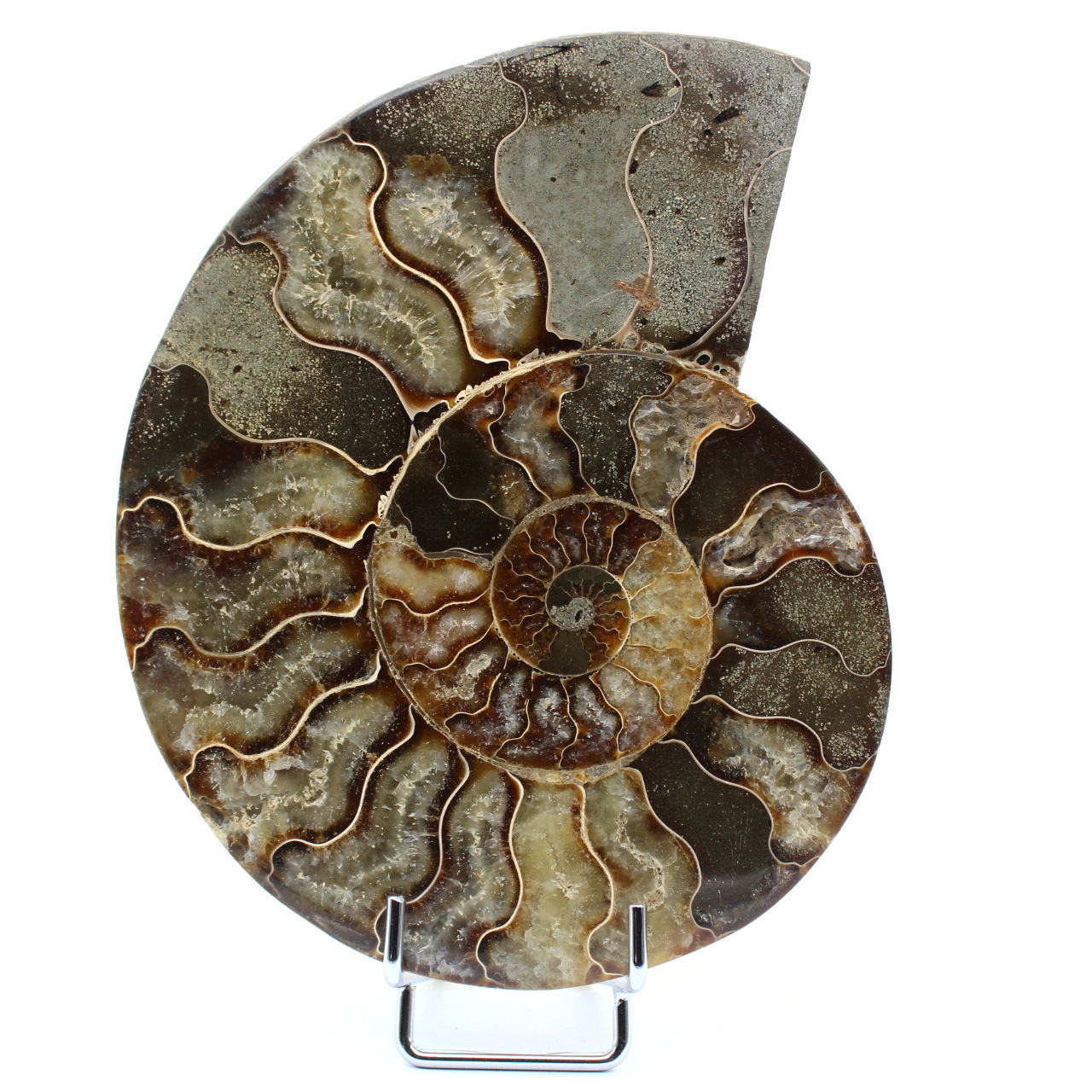 Ammonite sciée polie