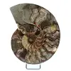 Ammonite fossilisée polie - 0