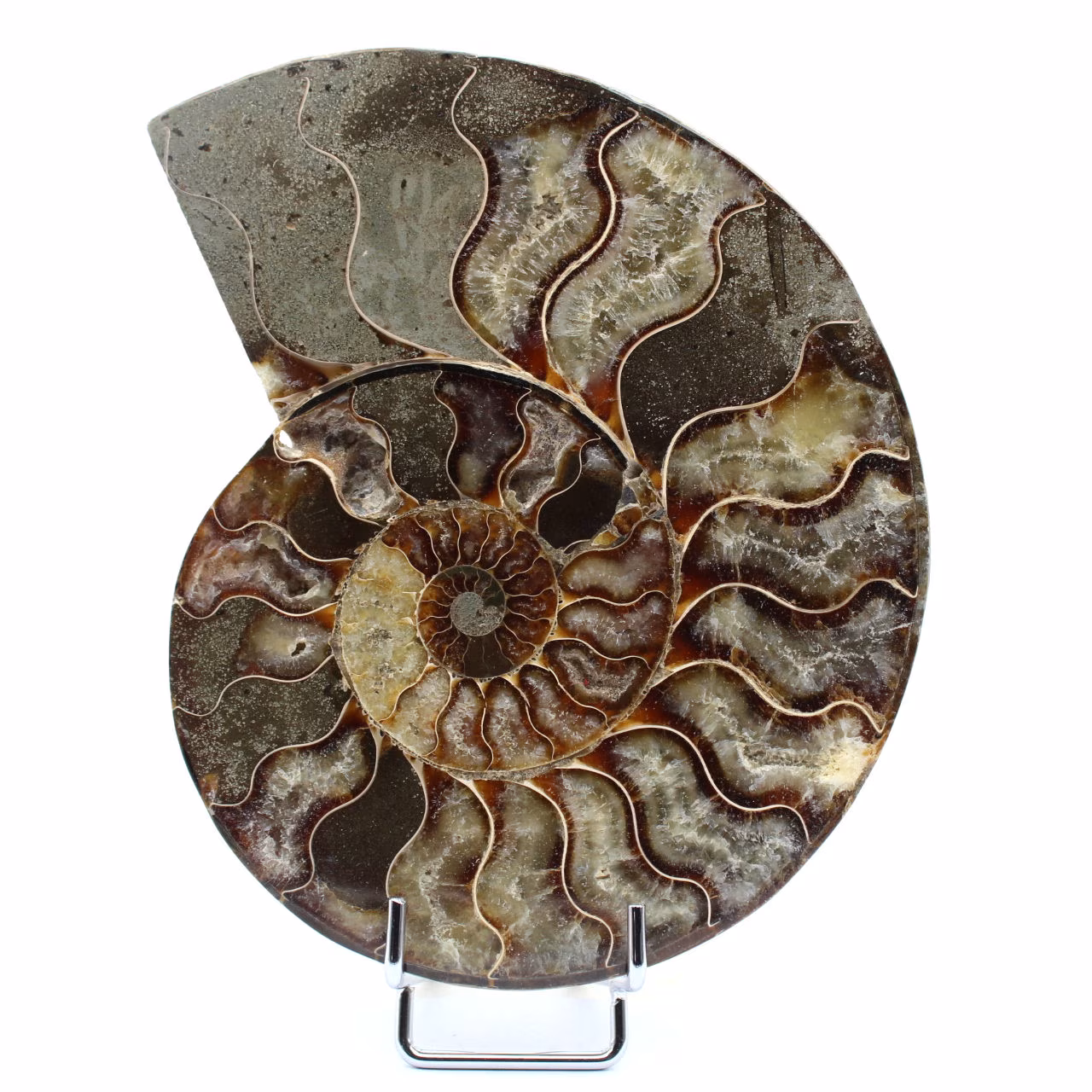 Ammonite fossilisée polie