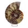 Ammonite polie