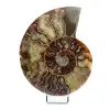 Ammonite polie - 0