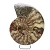 Ammonite polie naturelle de madagascar - 0
