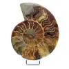 Ammonite naturelle polie fossile - 0