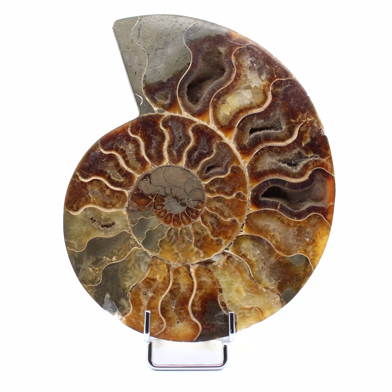 Ammonite naturelle polie fossile