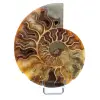 Ammonite une pièce - 0