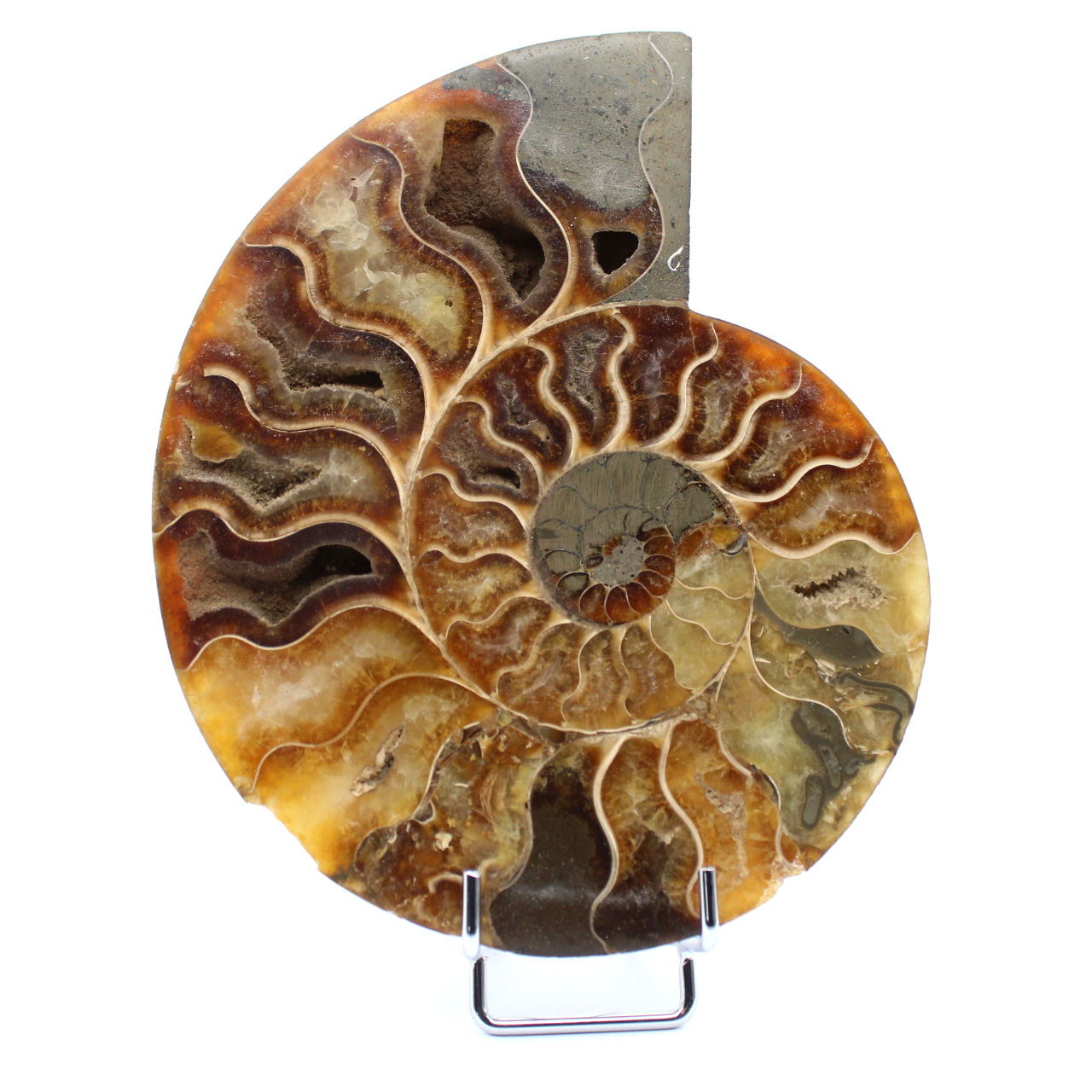 Ammonite une pièce