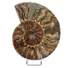 Ammonite fossile polie de Madagascar - 0