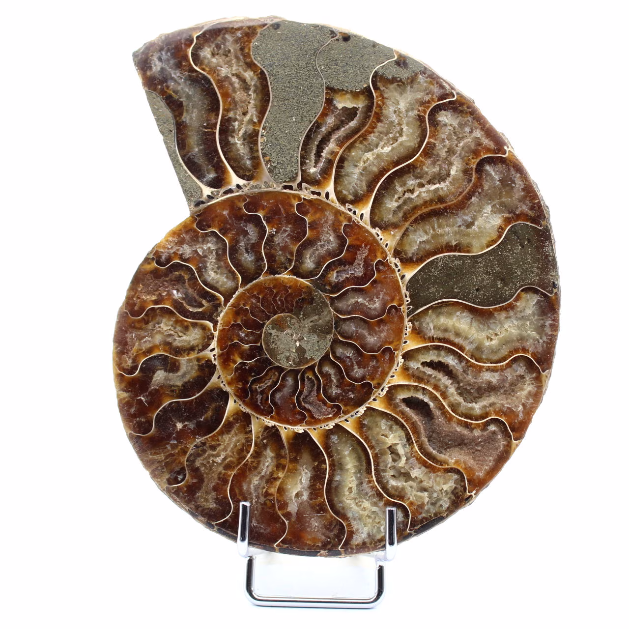 Ammonite fossile polie de Madagascar