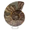 Ammonite polie de Madagascar - 0