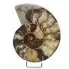 Ammonite naturelle de madagascar - 0