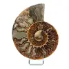 Ammonite naturelle fossile - 0