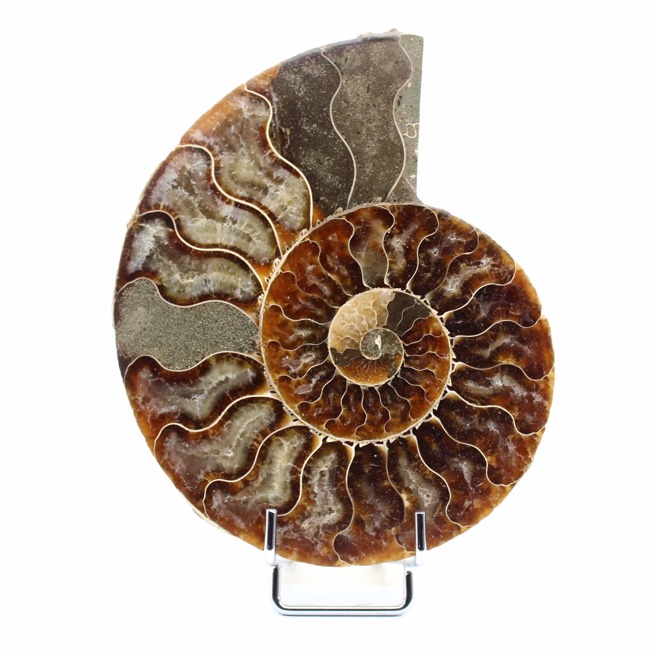 Ammonite naturelle fossile
