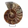Ammonite fossile de Madagascar