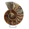 Ammonite fossile de Madagascar - 0