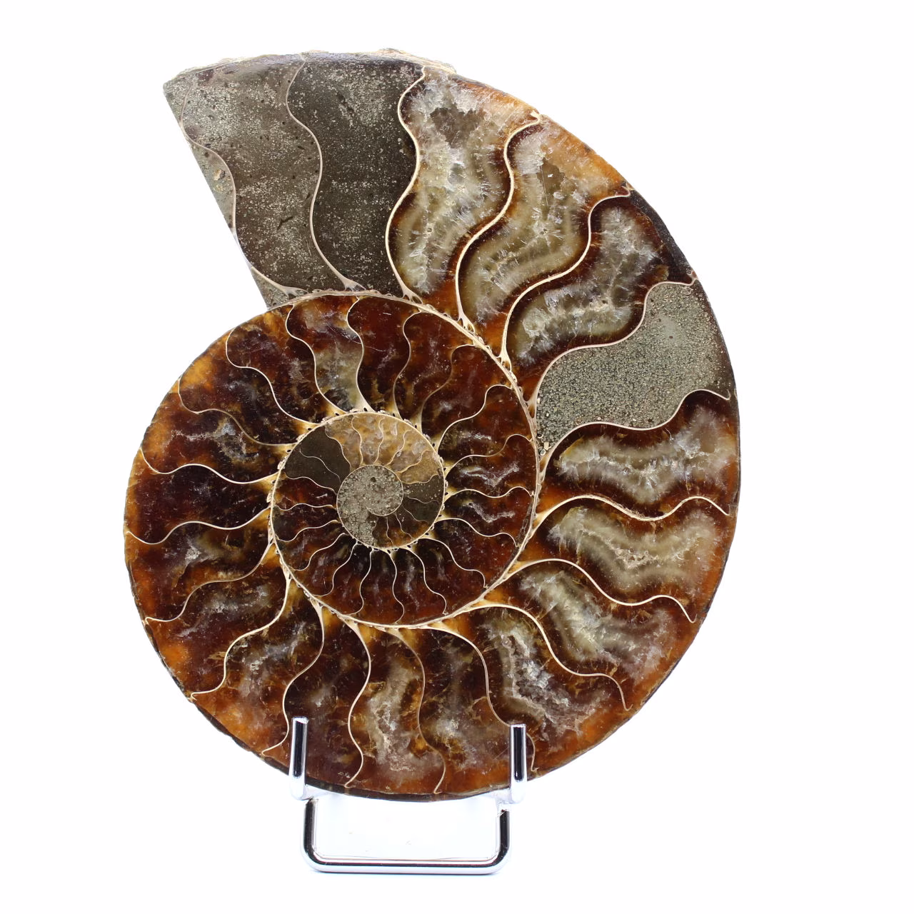 Ammonite fossile de Madagascar