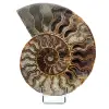 Ammonite de Madagascar - 0