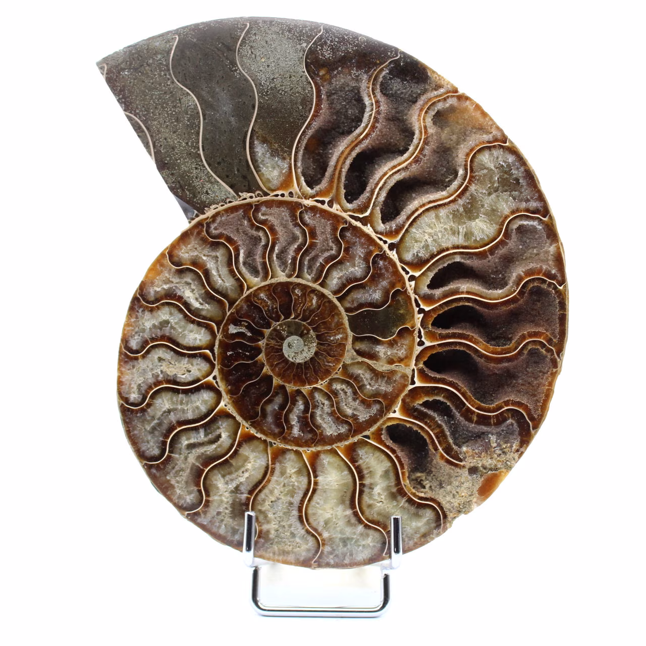 Ammonite de Madagascar