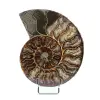 Ammonite sciée polie - 0