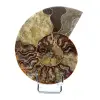 Ammonite fossile polie de Madagascar - 0