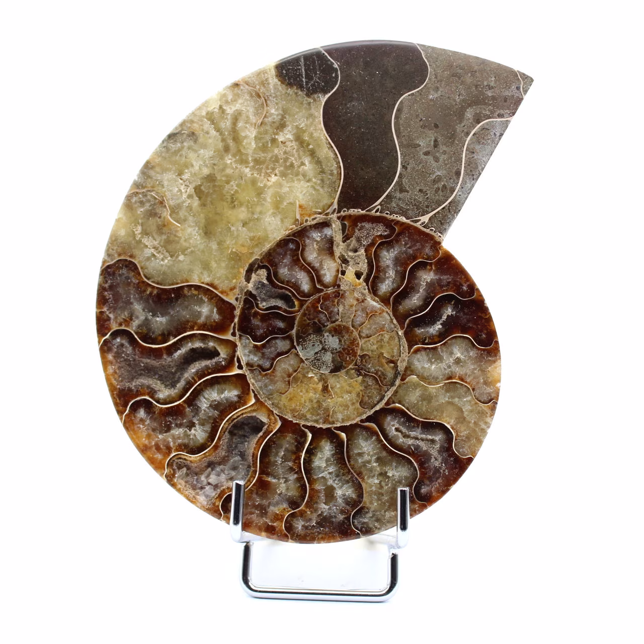 Ammonite fossile polie de Madagascar