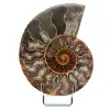 Ammonite naturelle de madagascar - 0