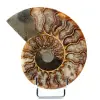 Ammonite naturelle polie fossile - 0