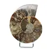 Ammonite une pièce - 0