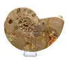 Ammonite naturelle fossile - 0