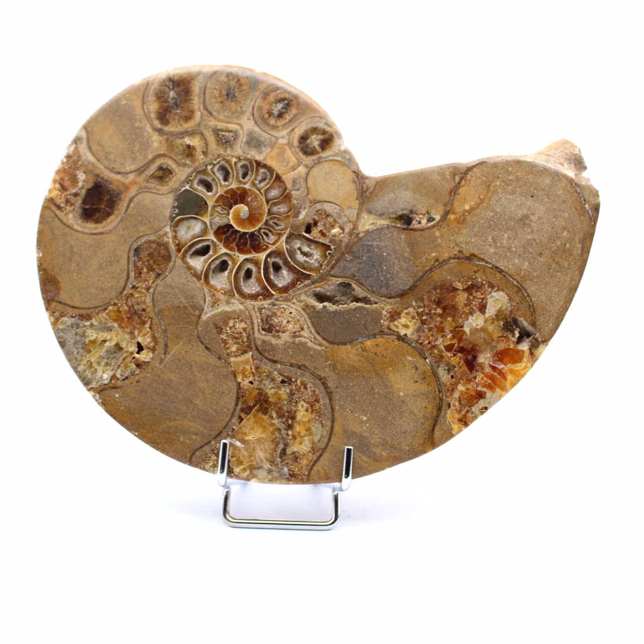 Ammonite naturelle fossile