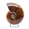 Ammonite entière