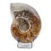 Ammonite entière - 0