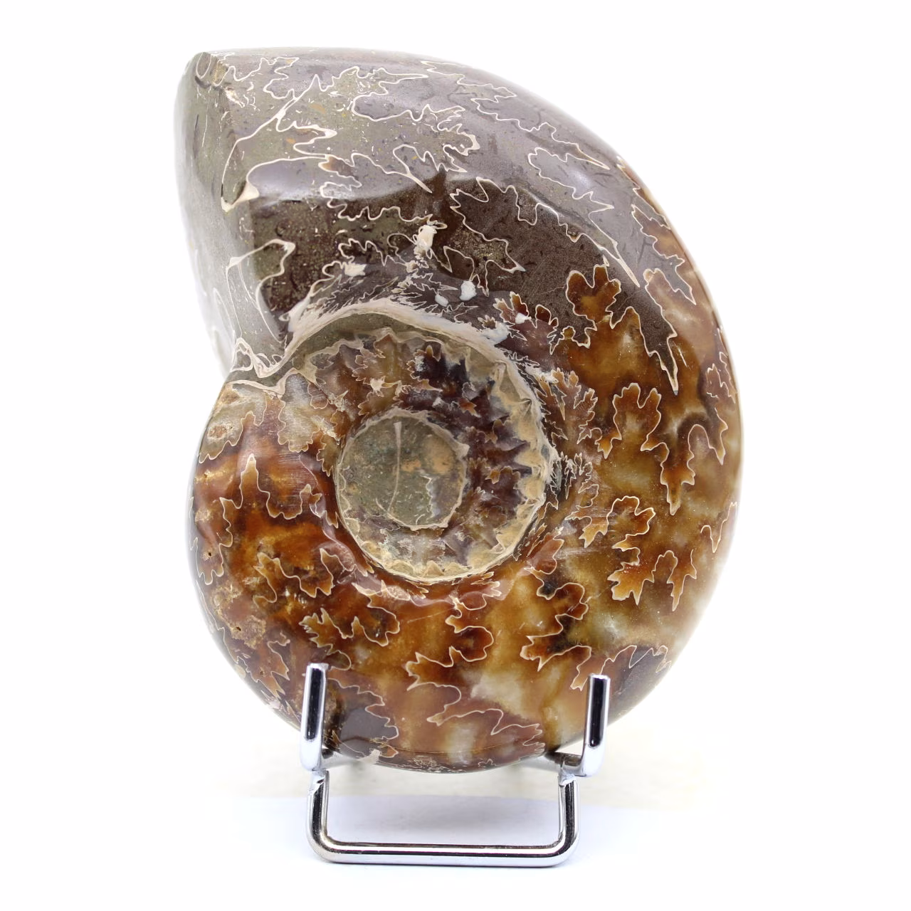 Ammonite entière