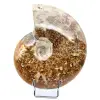 Ammonite entière - 0