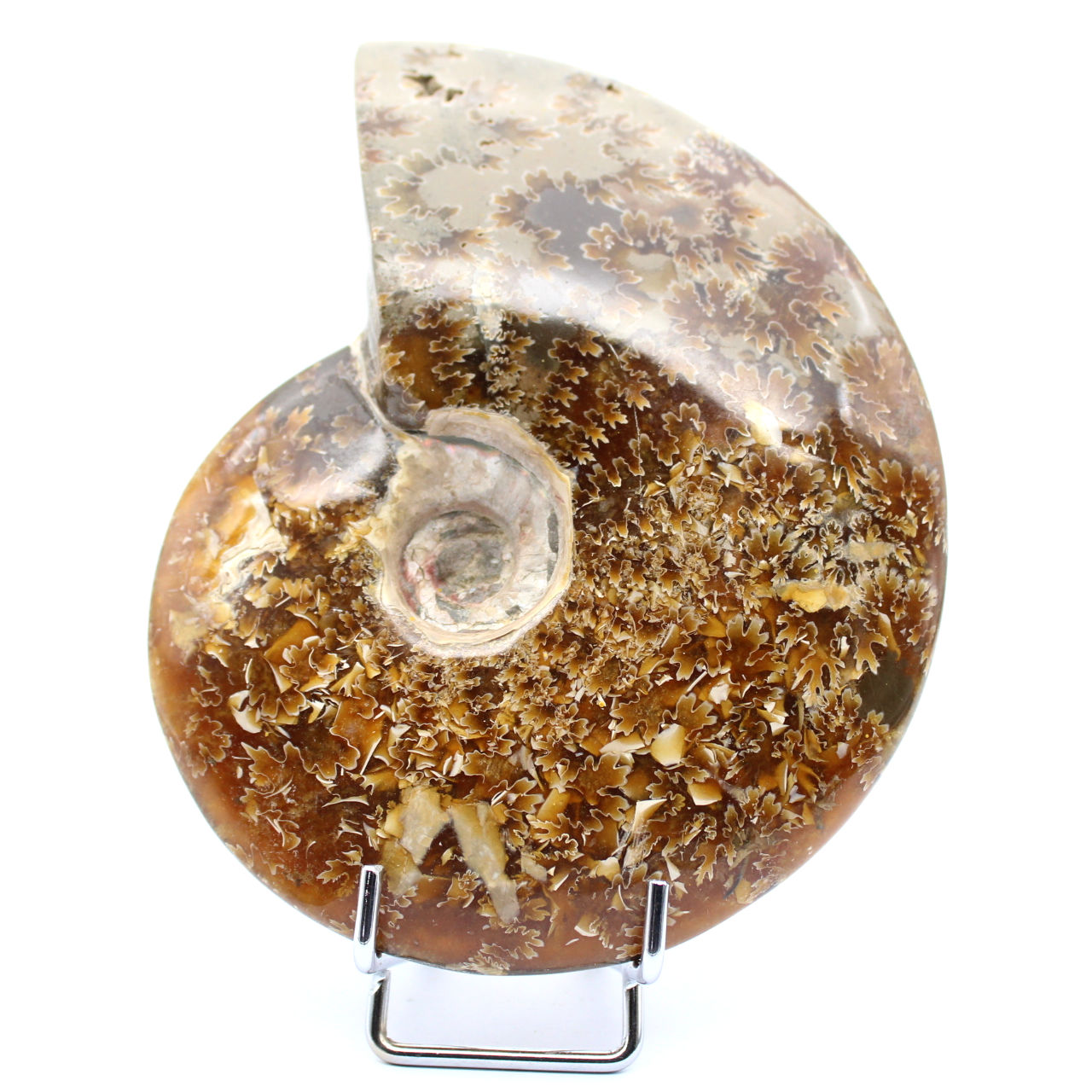 Ammonite entière
