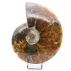 Ammonite entière - 0