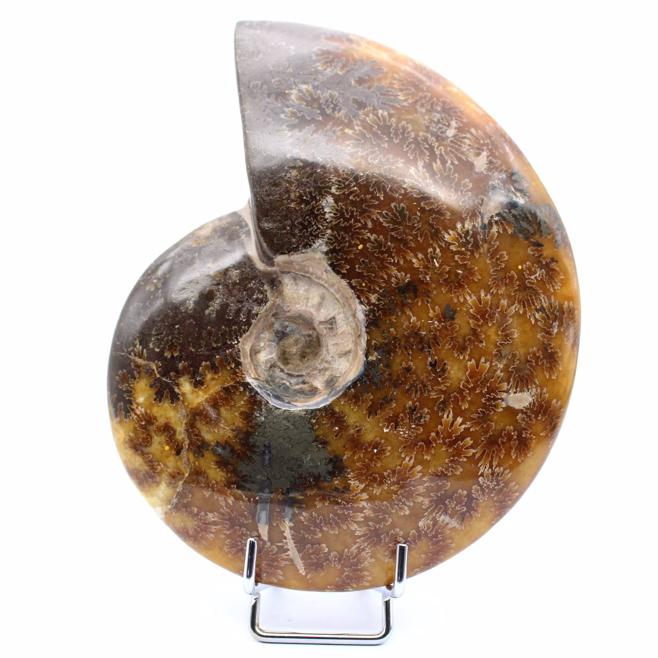 Ammonite entière