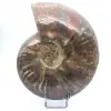 Ammonite entière endommagée - 0