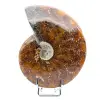 Ammonite entière endommagée - 0