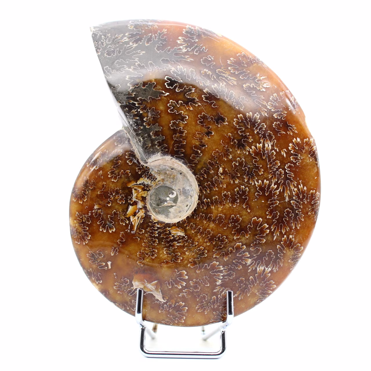 Ammonite entière endommagée
