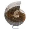 Ammonite entière endommagée - 0