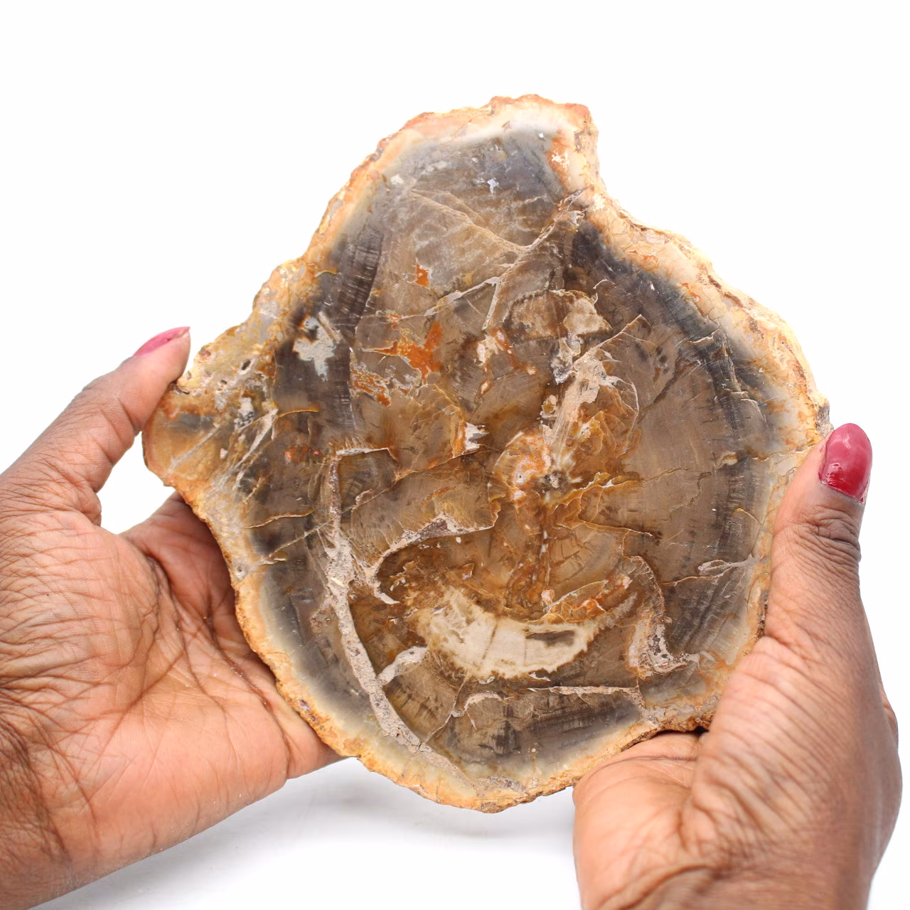 Bois fossile tranche polie