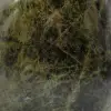 Diopside naturelle de collection - 5
