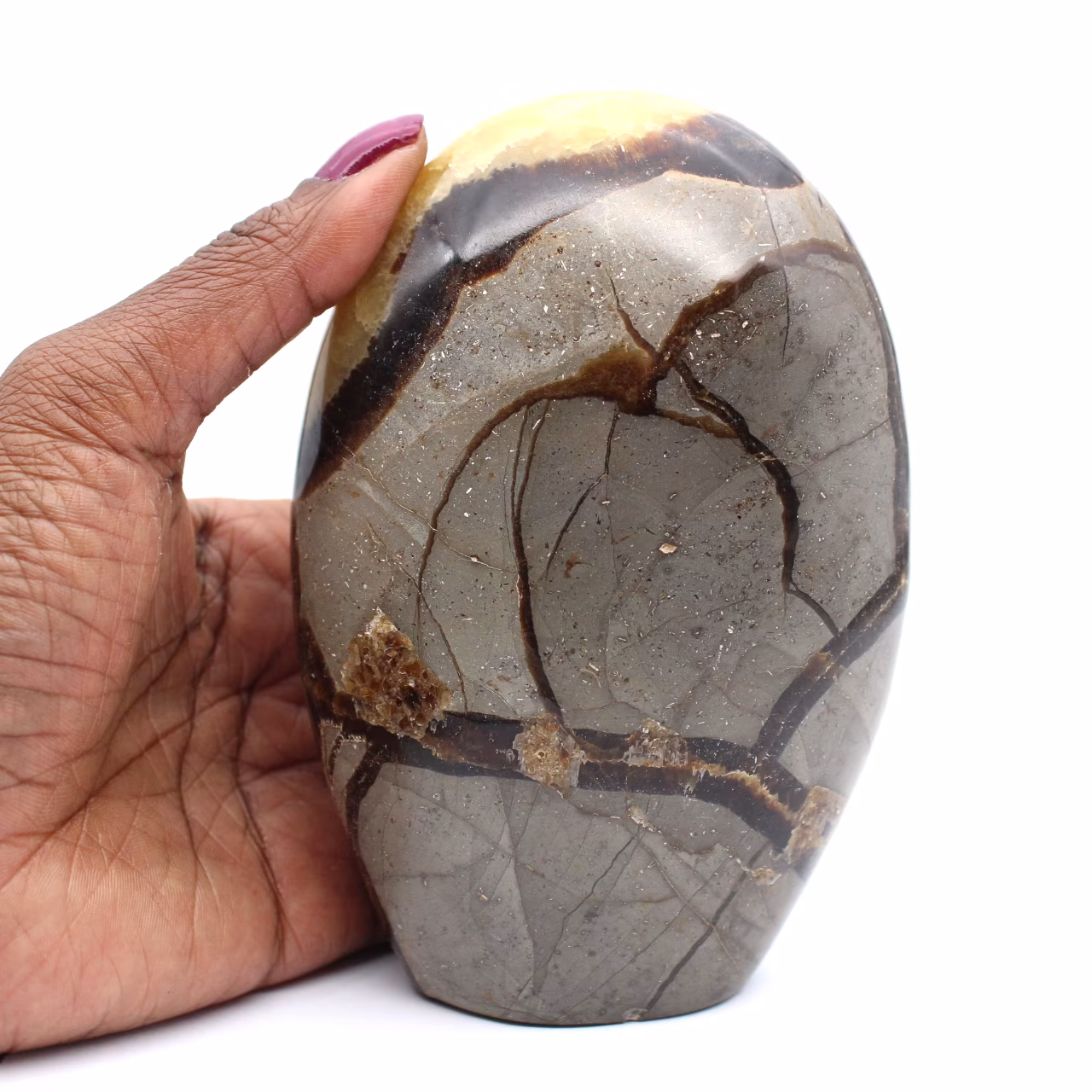 Septaria polie