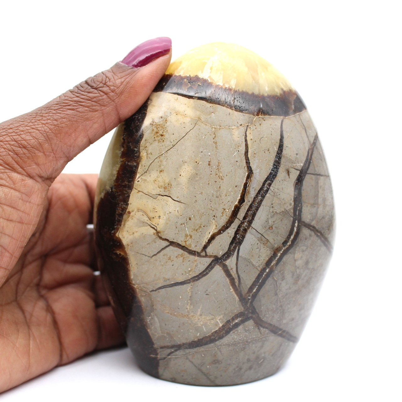 Septaria polie de madagascar