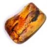 Spécimen d'ambre fossile - 0