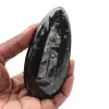 Orthocéras fossile poli - 0