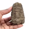 Trilobite