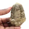 Trilobite du Maroc - 0
