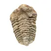 Trilobite du Maroc - 1